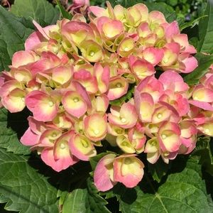 Meet your Posher, Brandy